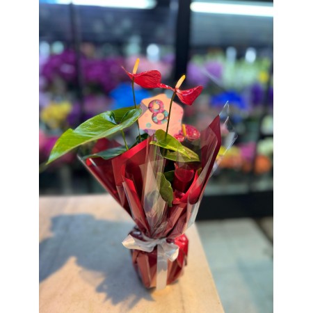 Red Anthurium Çiçeği